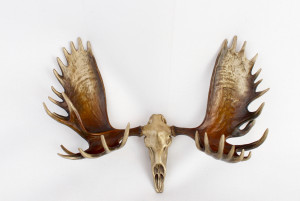 moose antler bronze, moose antler, moose sculpture